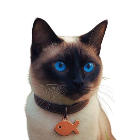 Siamkatze_mit_Fischmarke.png