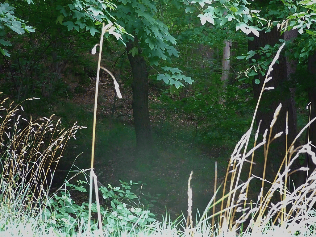 Waldblick.png