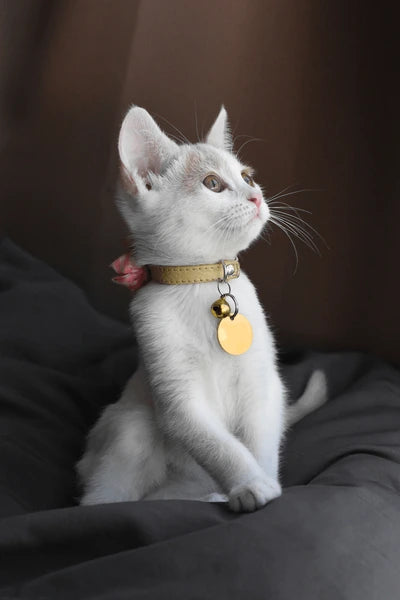 cute-kitten-looking-camera-right-600nw-2030293847.webp